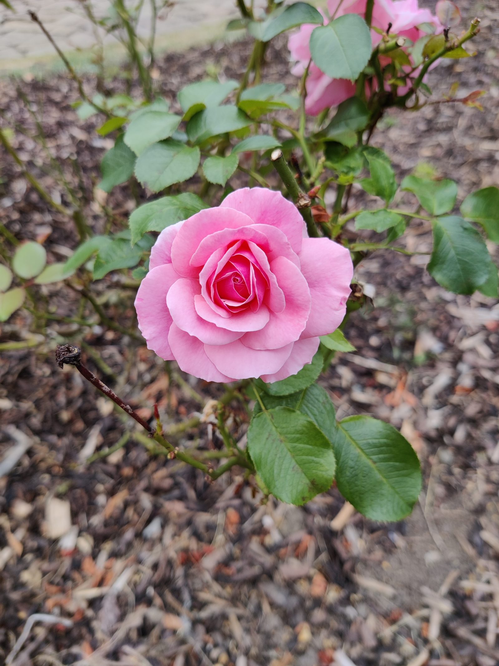 Stock vs GCam - 03 - Stock