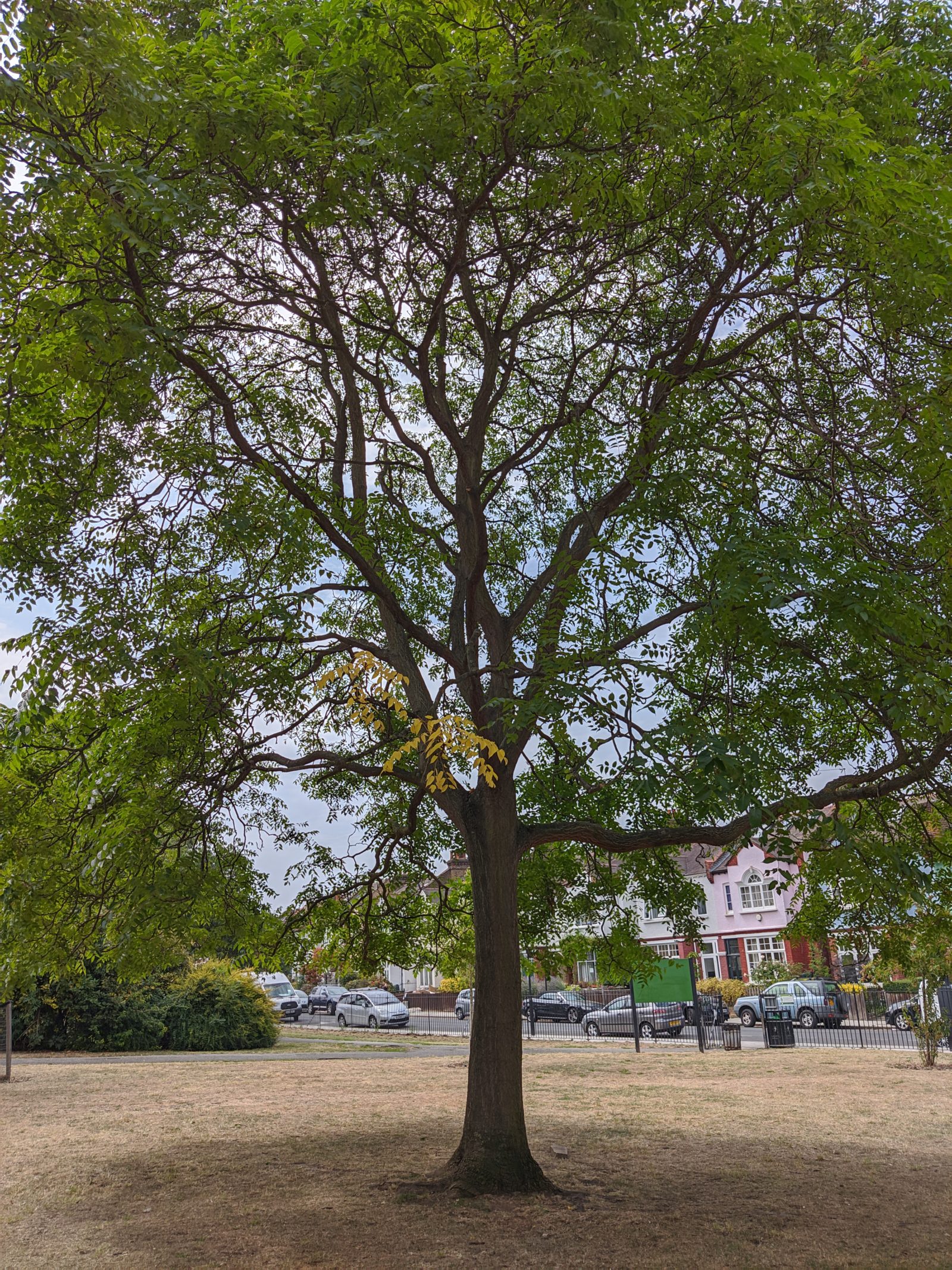 Tree 2 GCam