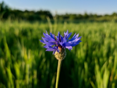 Google Camera Photo